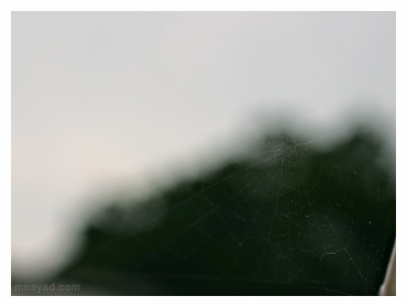 spider web